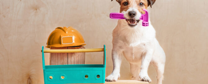 Dog Socialization - dog daycare newton MA