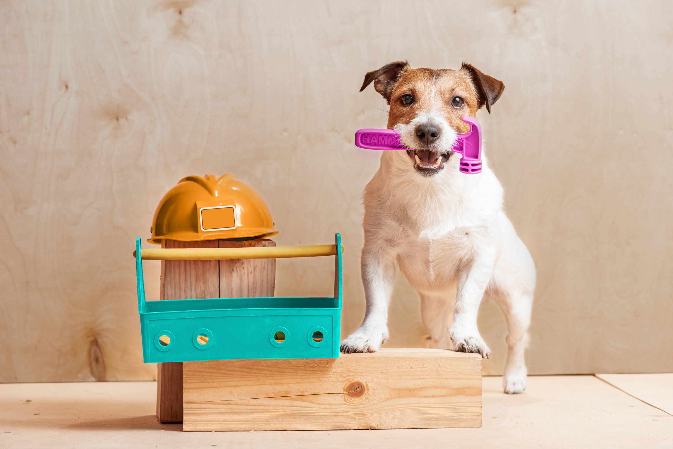 Dog Socialization - dog daycare newton MA