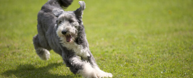 best rated dog boarding in waltham ma