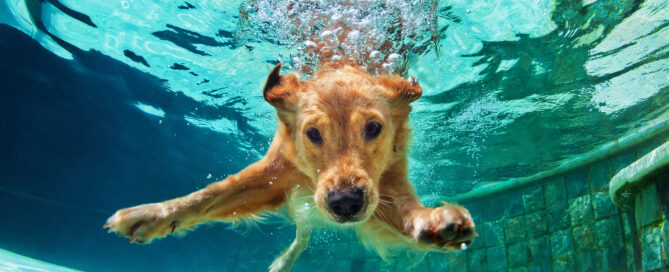 A dog swimming in a pool - dog daycare services concept image
