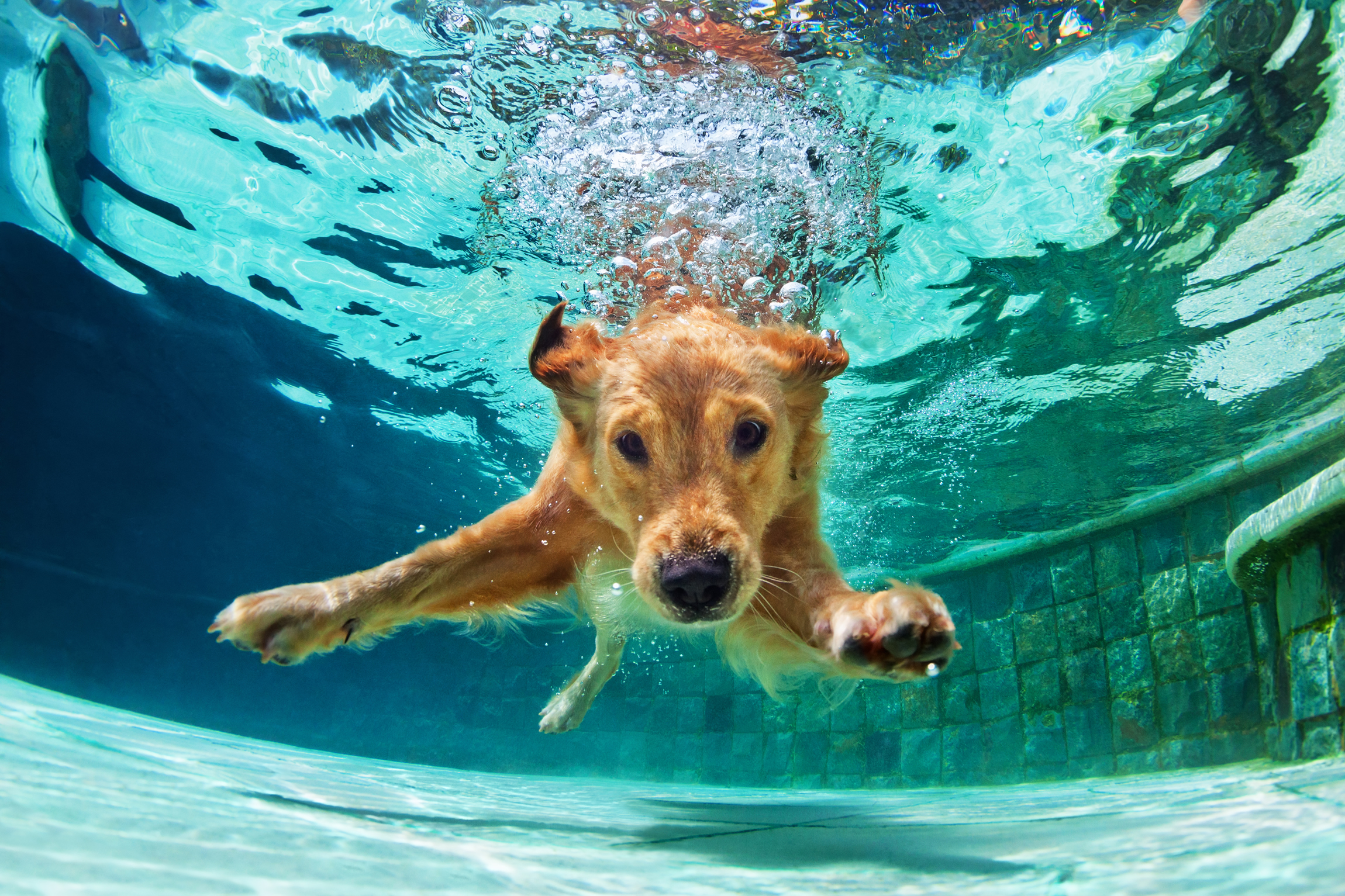 A dog swimming in a pool - dog daycare services concept image