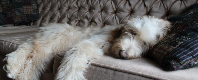 how long can you leave a dog alone - dog napping on couch concept image.