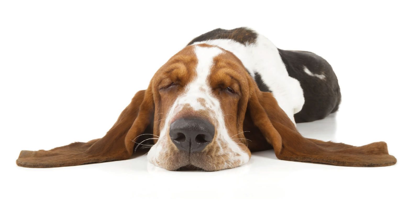 dog with long floppy ears sleeping at dog boarding