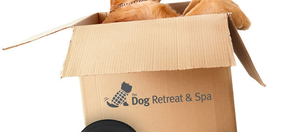 dog behavioral problems