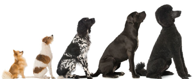 dog training waltham MA