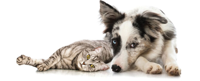 Dog looking into camera - dog retreat