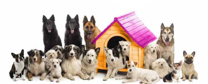 dog-retreat-spa-team