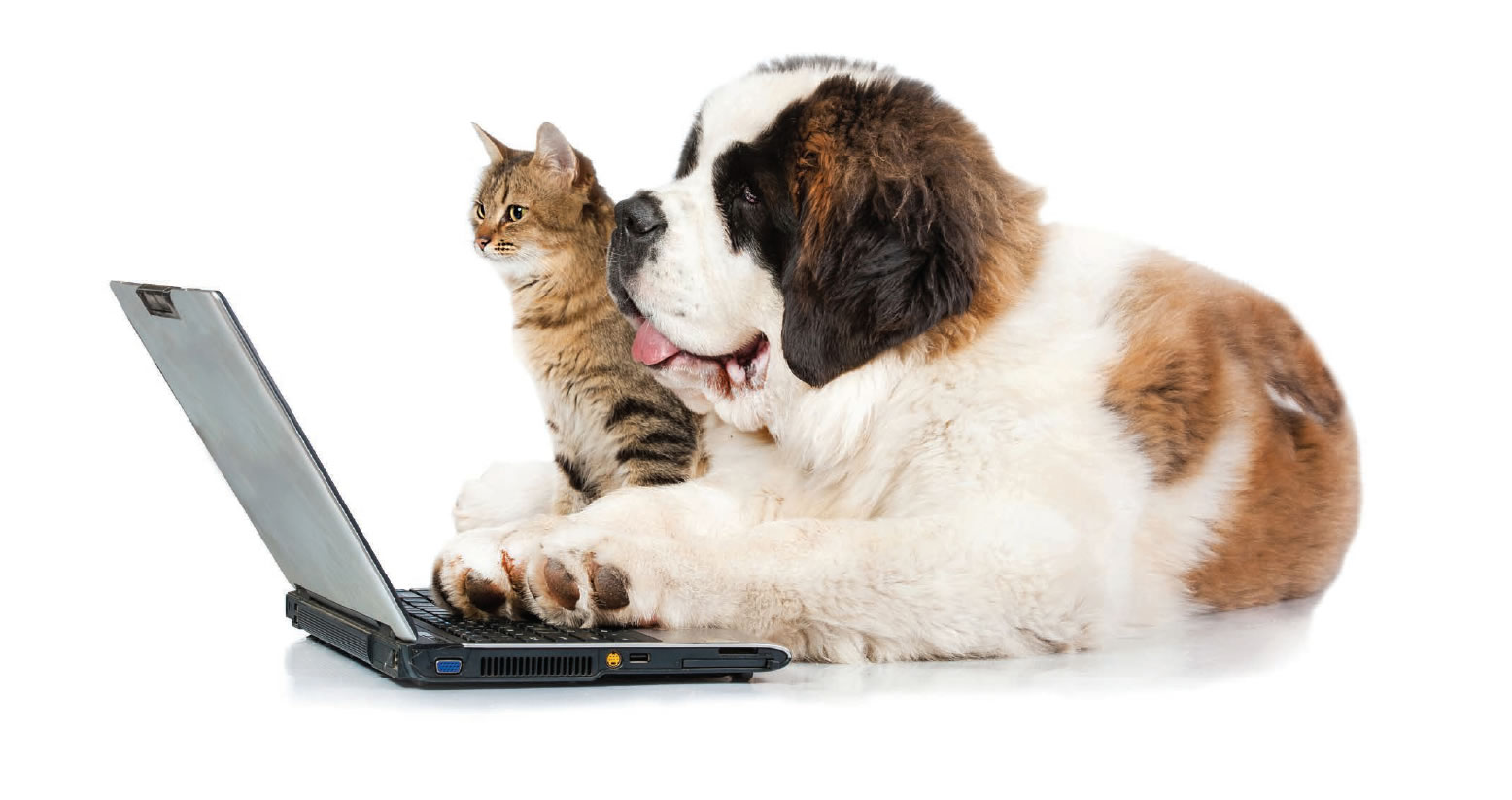A Dog and a Cat surf the web