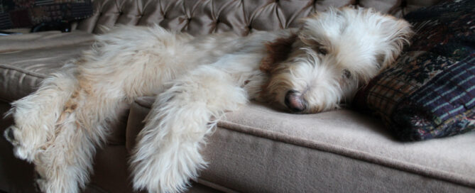 separation anxiety in dogs.