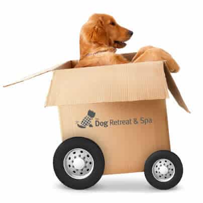 Dog Boarding Daycare concept image