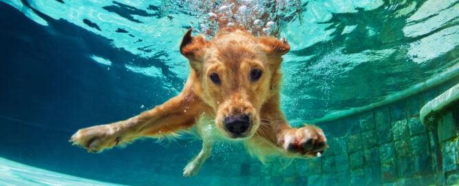 where can i take my dog swimming near me