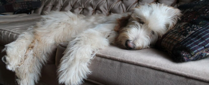 Luxury dog boarding - Weltham MA