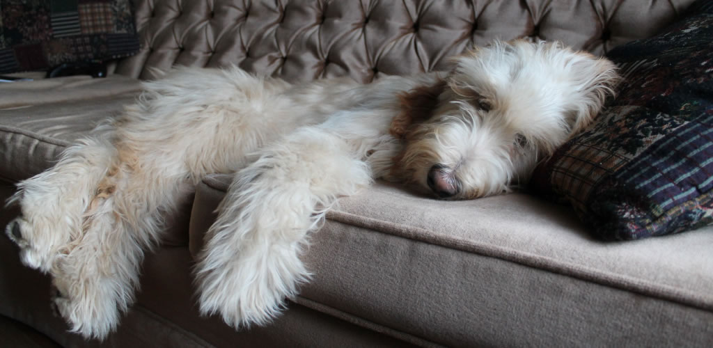 A Dog sleeping on a couch at a luxury dog boarding facility
