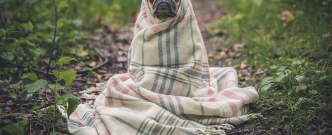A Pug in a Blanket