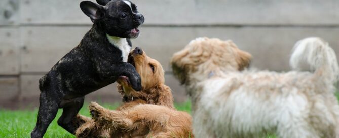 how to socialize a dog - the dog retreat and spa