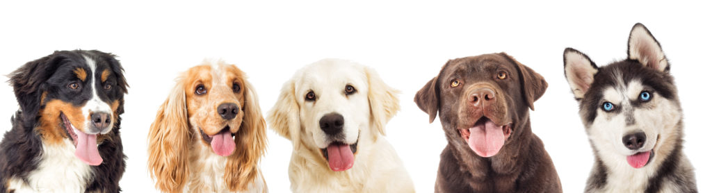 Best Dog Boarding Daycare - Waltham, MA | Dog Retreat & Spa