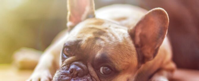 how long can a dog stay in a crate