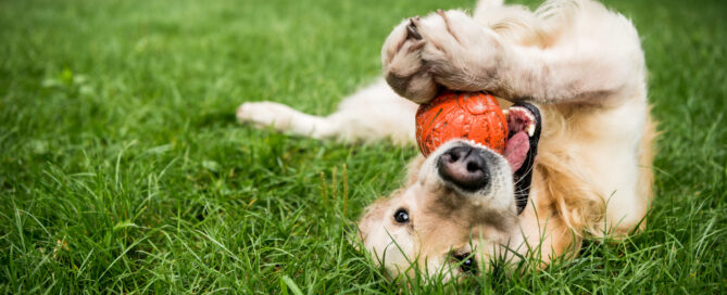 things to look for in dog boarding facilities