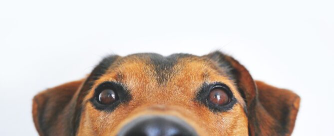 dog looking straight at you silly