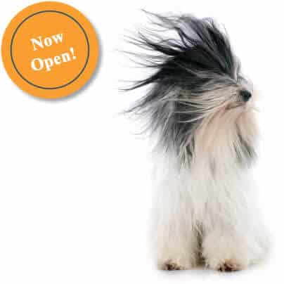 Dog with blow dried hair - grooming dog spa concept image