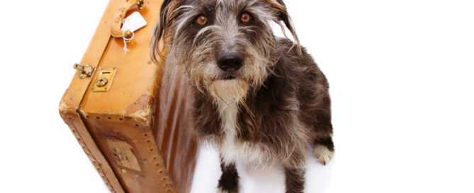 leaving dogs for vacation - old dog with a suitcase concept image.