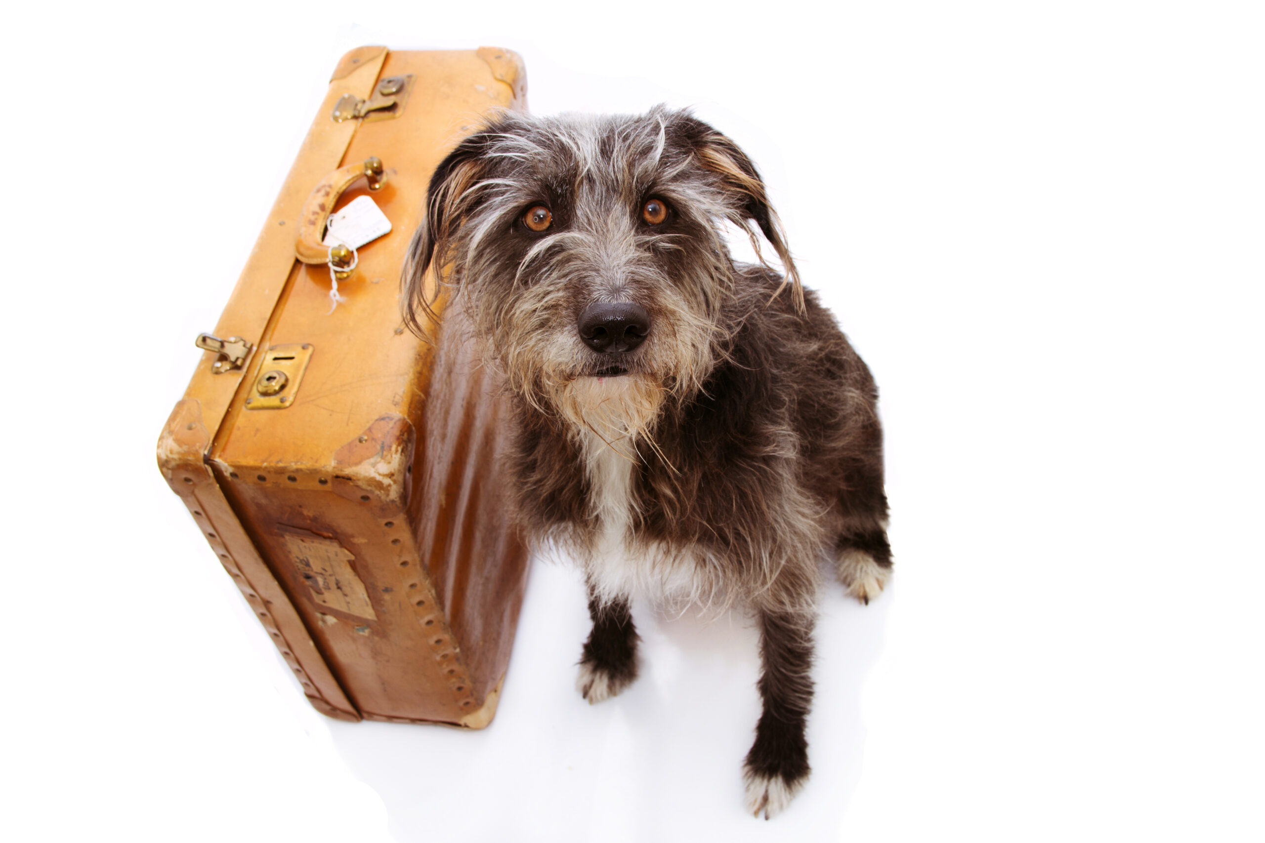 leaving dogs for vacation - old dog with a suitcase concept image.