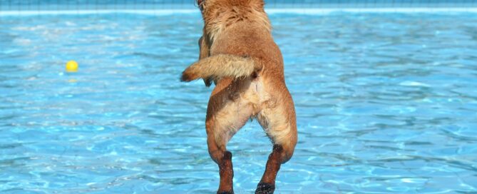 Canine Good Citizen Test - best rated dog training services in waltham ma