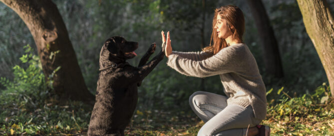 Dog Behaviors Explained - dog high 5 trainer concept image.