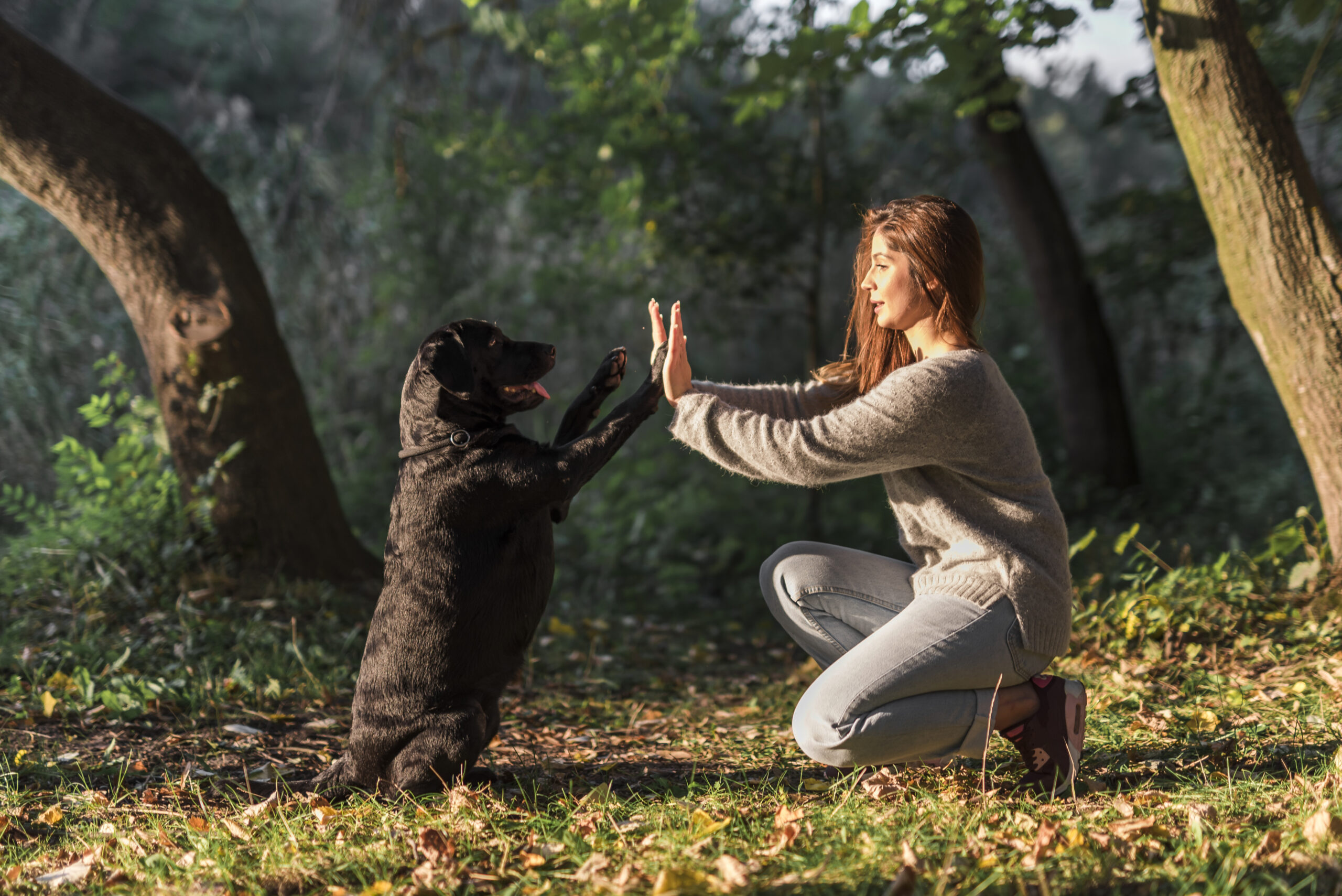 Dog Behaviors Explained - dog high 5 trainer concept image.