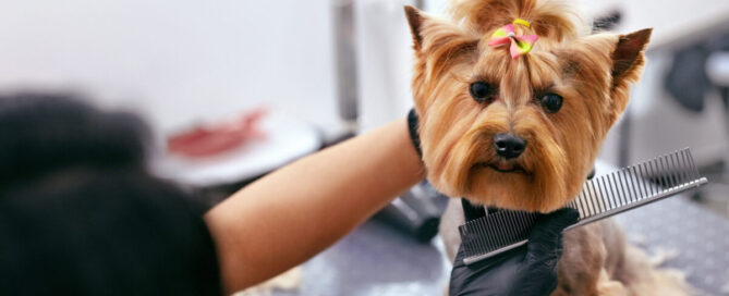 how often do dogs need a bath.