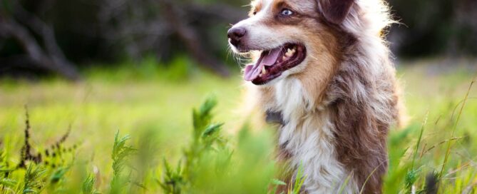 dog training near me