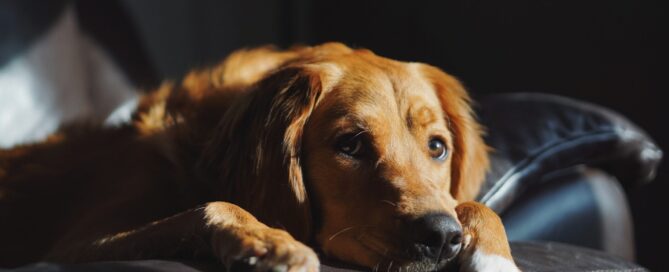 Ways To Calm Your Dog's Anxiety