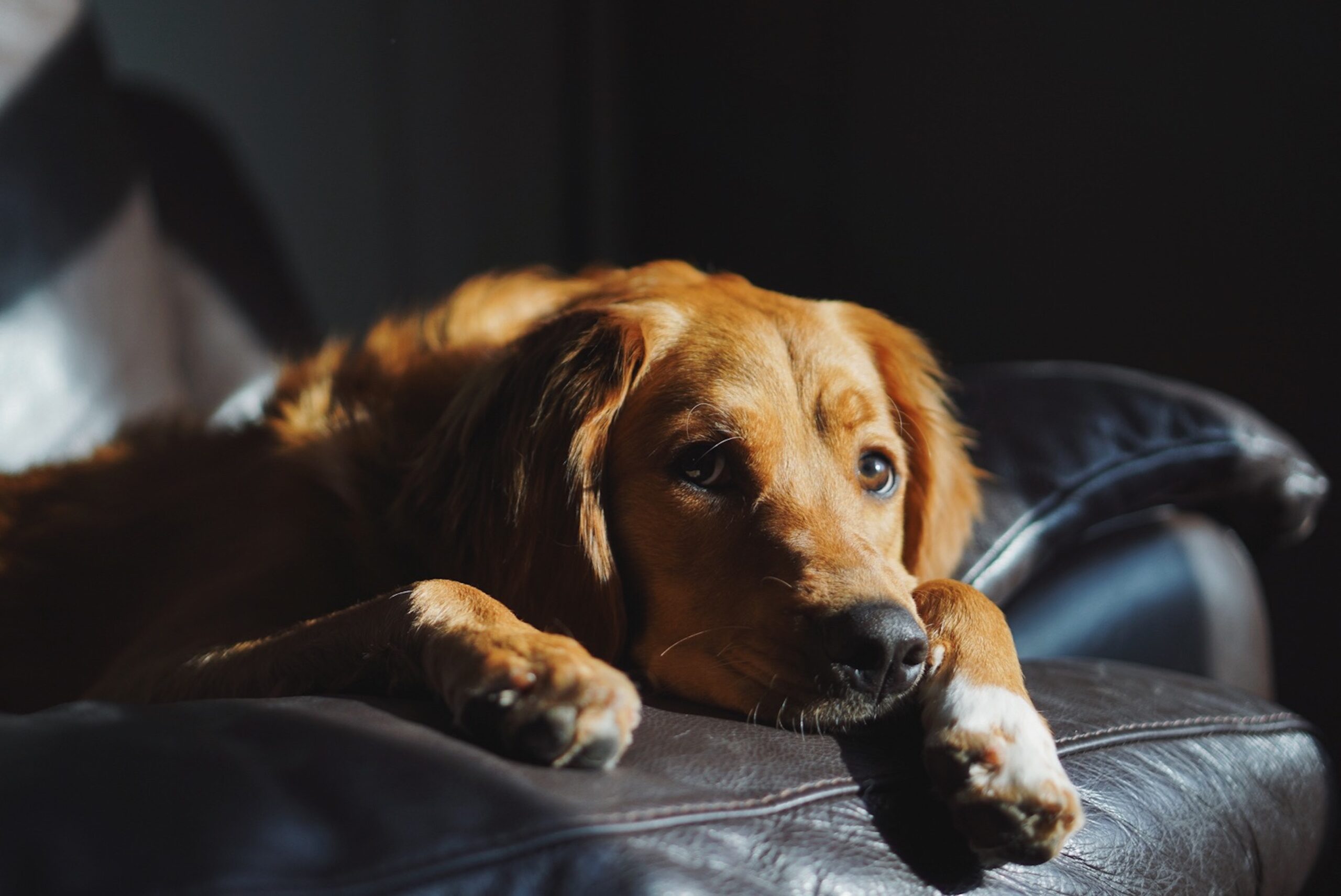 Ways To Calm Your Dog's Anxiety