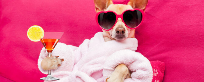 Dog spa services middlesex county.