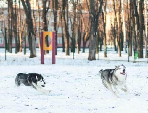 Winter Care Tips for Dogs