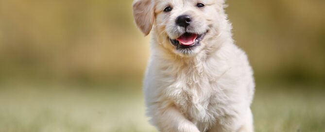 how to keep your dog happy and healthy