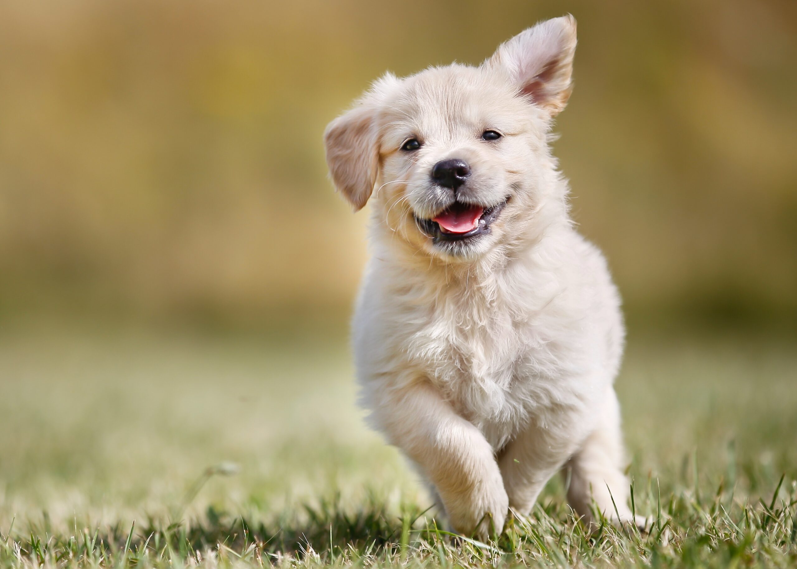 kuinka pitää koirasi onnellisena ja terveenä