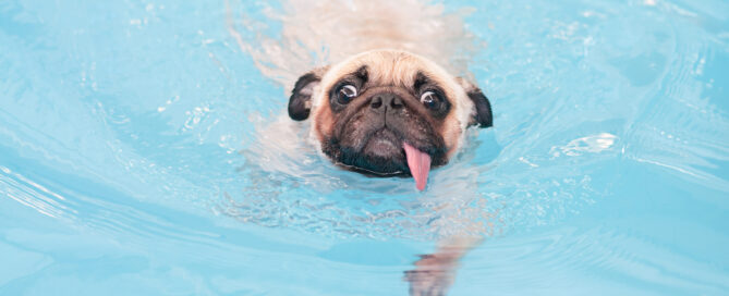 dog swimming in a pool - how to keep your dog safe while at the pool concept image