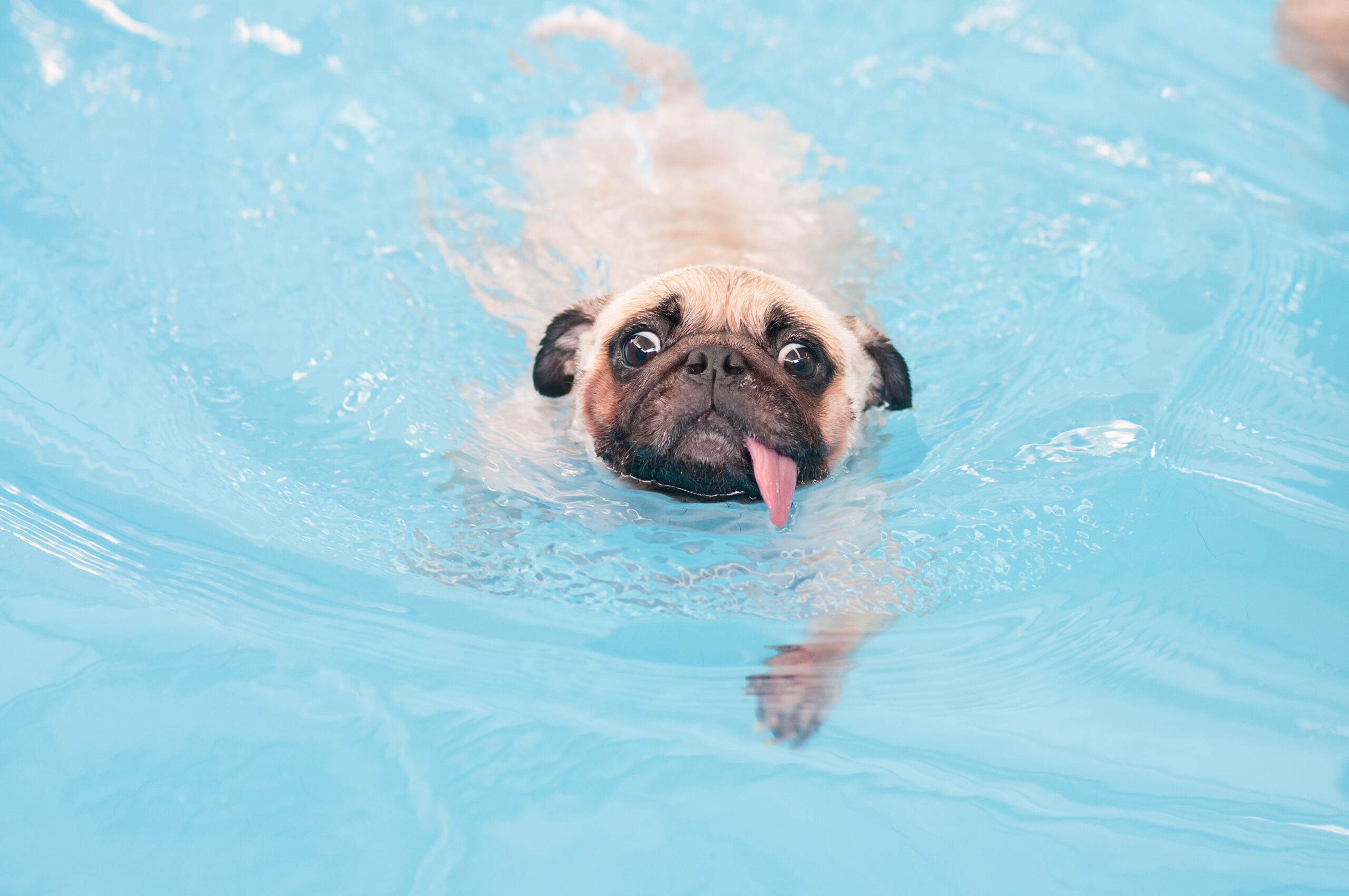 dog swimming in a pool - how to keep your dog safe while at the pool concept image