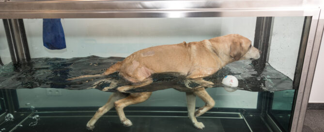 hydrotherapy for dogs.