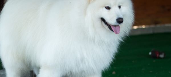 long term boarding for dogs - dog playing in dog boarding facility