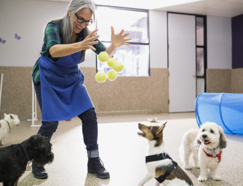 Pros and Cons of Dog Daycare