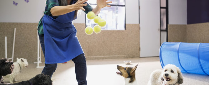 pros and cons of dog daycare