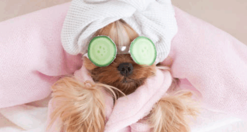 How to Spoil Your Dog