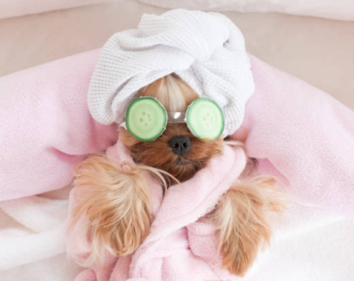 How to Spoil Your Dog