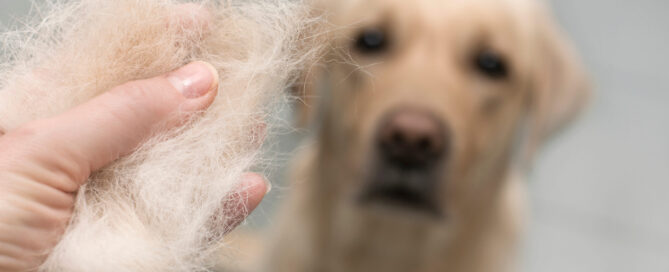 do dogs shed more in the summer