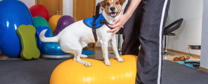 How To Pick The Best Dog Daycare - Dog Daycare Waltham MA