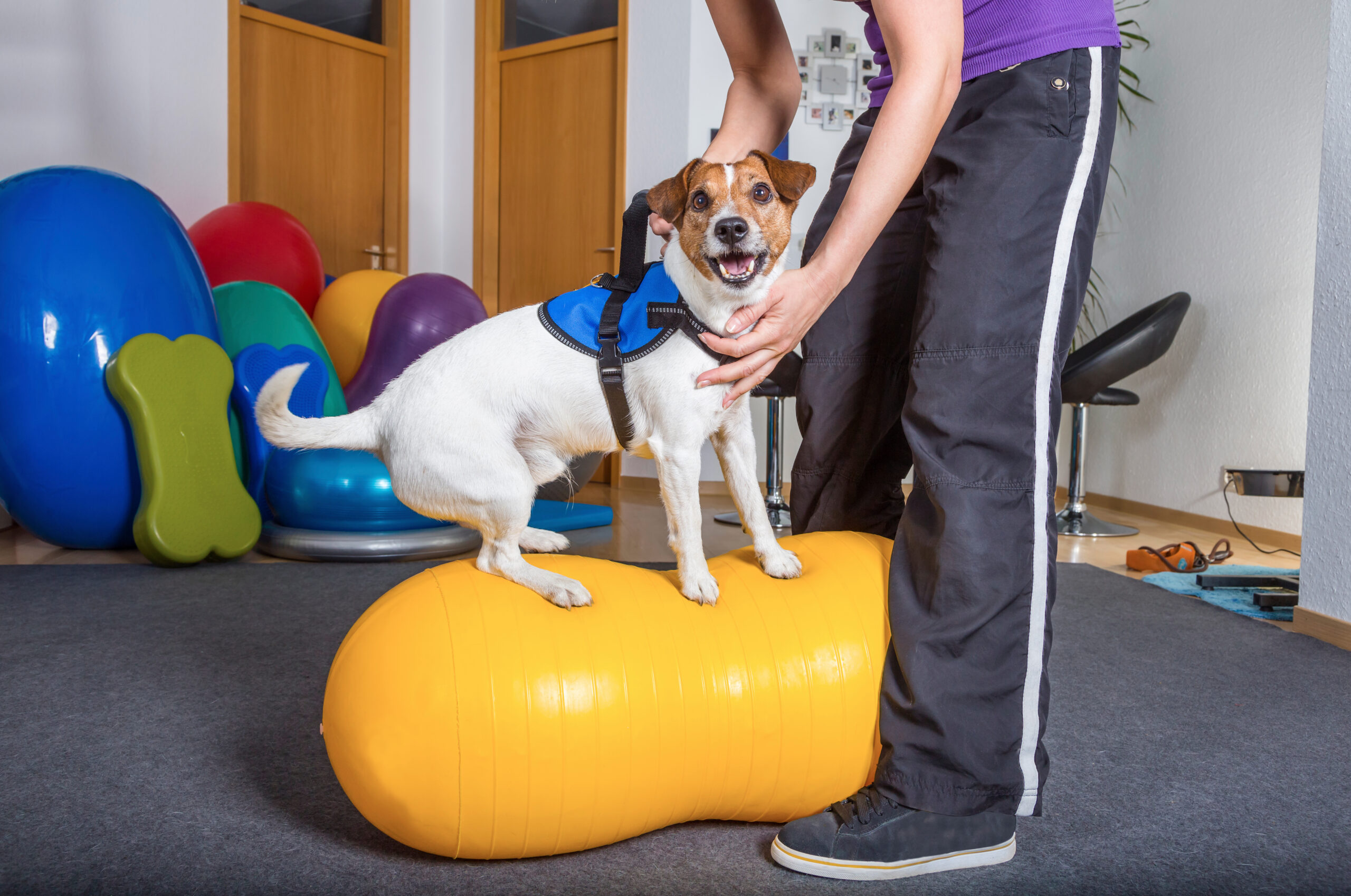 How To Pick The Best Dog Daycare - Dog Daycare Waltham MA