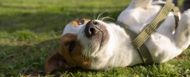 heat safety for dogs - dog rolling around in the summer concept image.