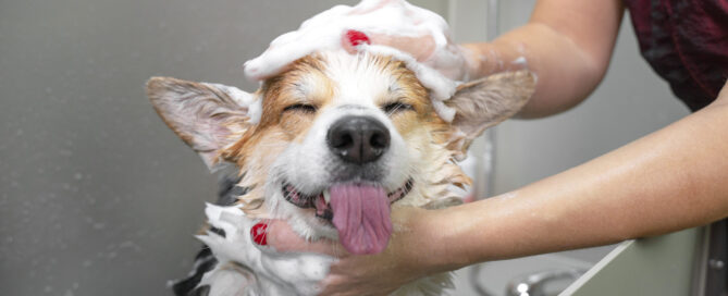 benefits of dog baths - Dog Retreat & Spa Waltham, MA